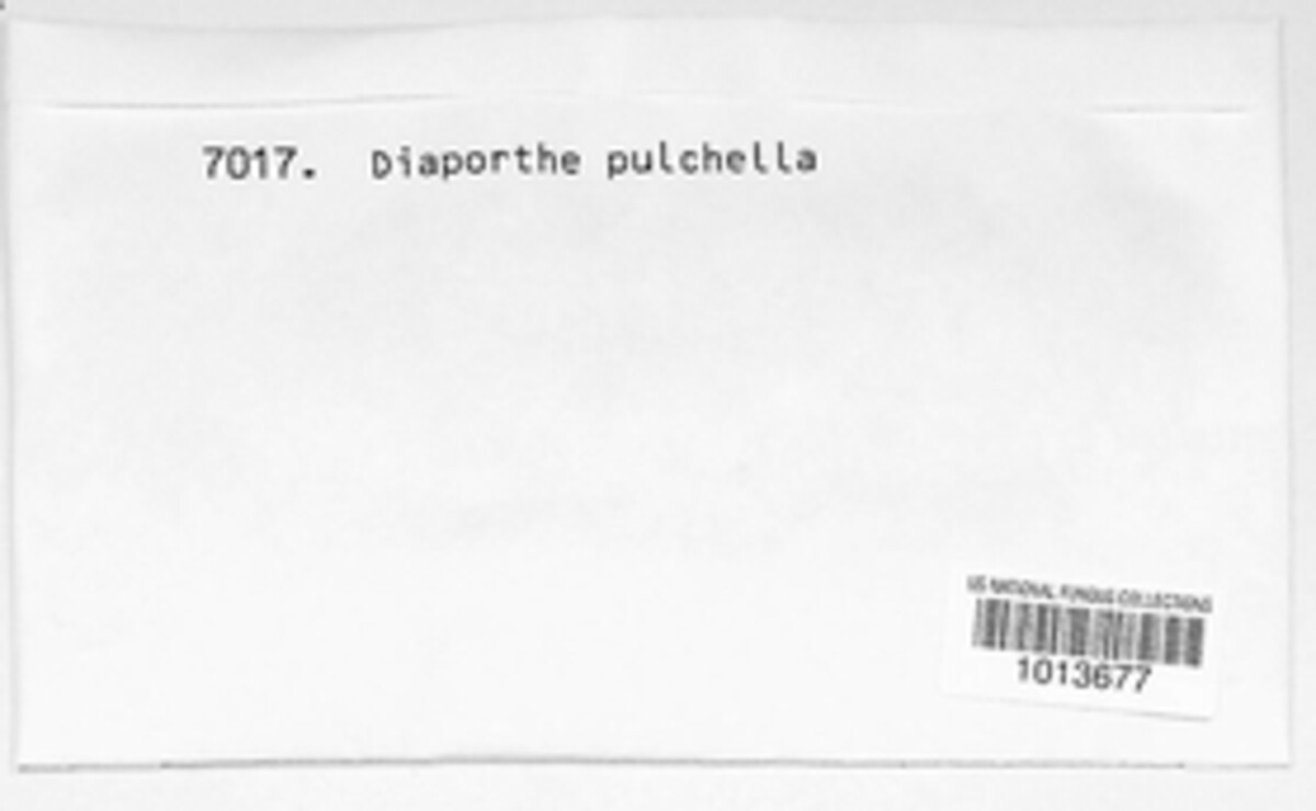 Plagiostoma pulchellum image